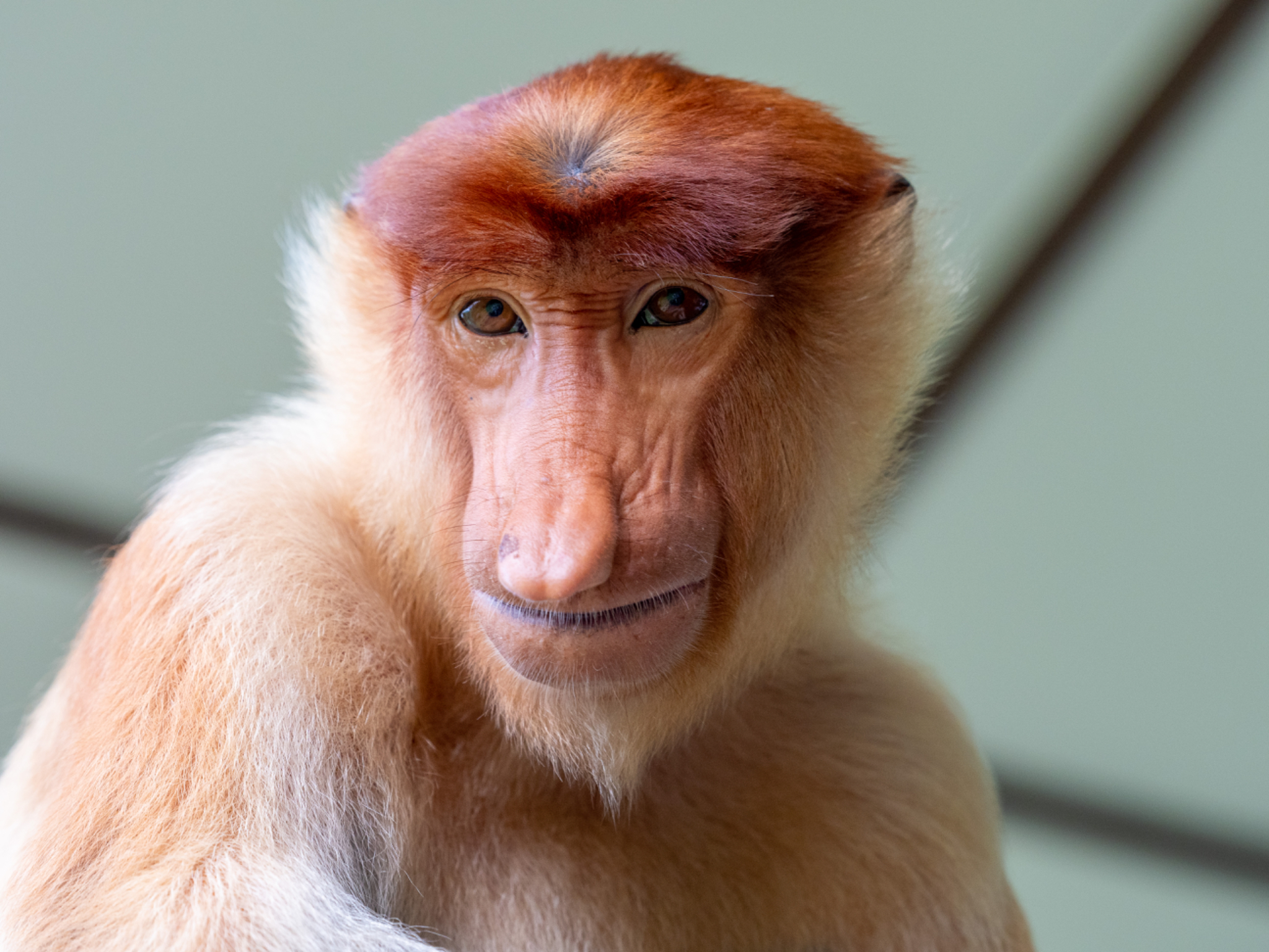 Proboscis Monkey Portrait 1